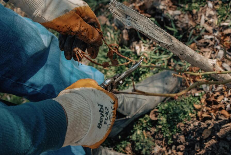 Person mit Gartenschere schneidet tote Äste ab